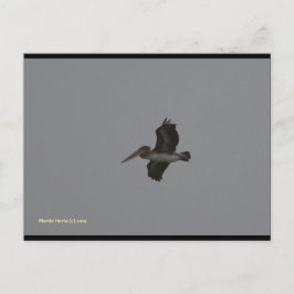 Pelikan in Miramar | Blue Beach Song™ Postkarte