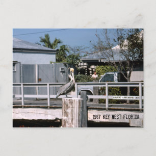 Pelikan Key West Florida 1987 Postkarte