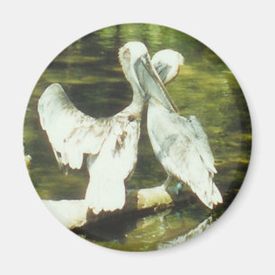 PELIKAN-LIEBE - Magnet