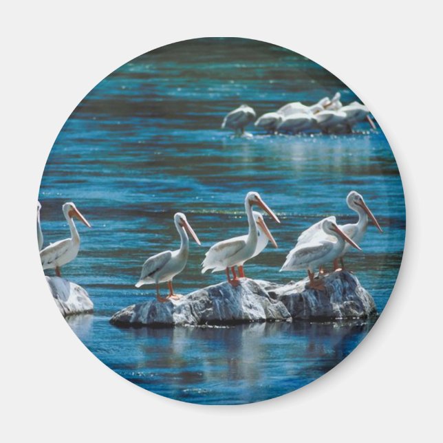 Pelikan Magnet (Vorne)