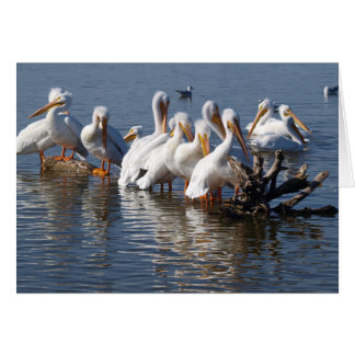 Pelikan Napping Card 12x18