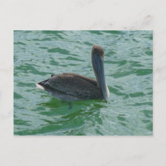 Pelikan Pelikane Postkarte