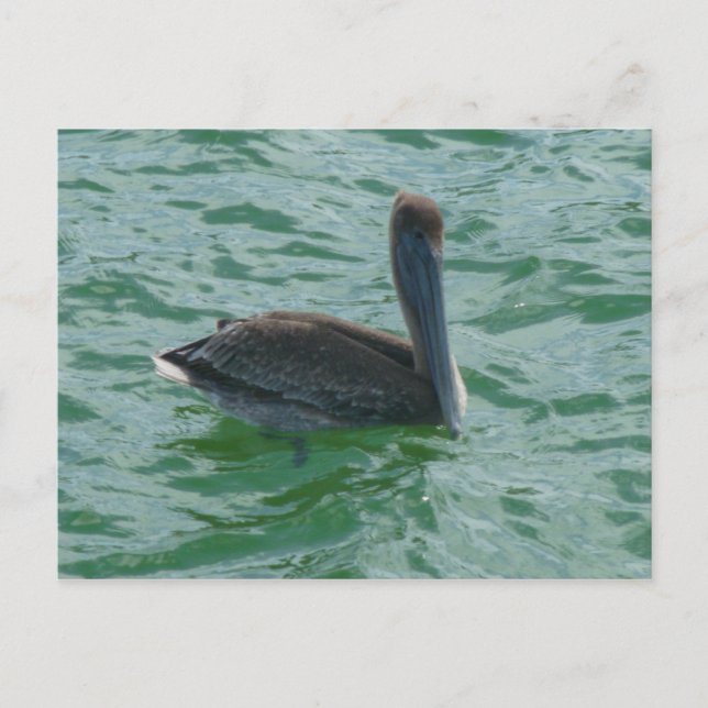 Pelikan Pelikane Postkarte (Vorderseite)