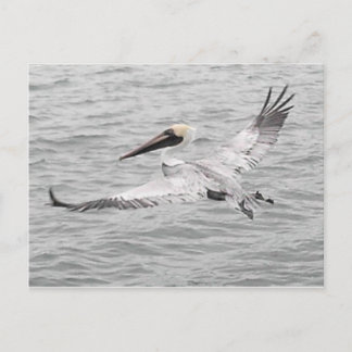 Pelikan Postkarte