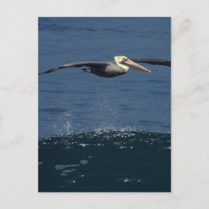 Pelikan Postkarte