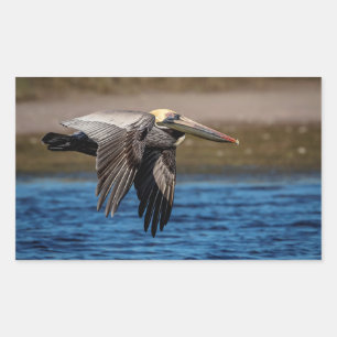 Pelikan Rechteckiger Aufkleber