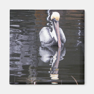 Pelikan reflektiert magnet