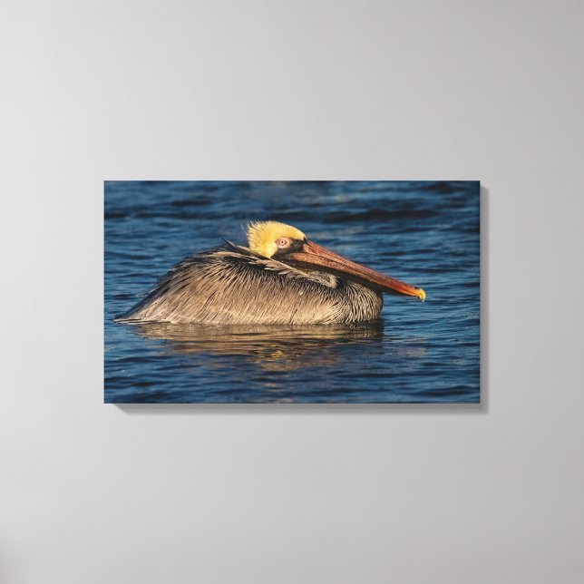 Pelikan-Ruhepause in Wasserkanvas Print Leinwanddruck (Vorderseite)