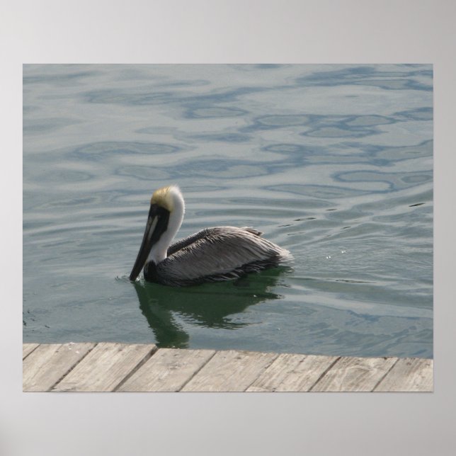 Pelikan Schwimmen im Wasser Poster (Vorne)