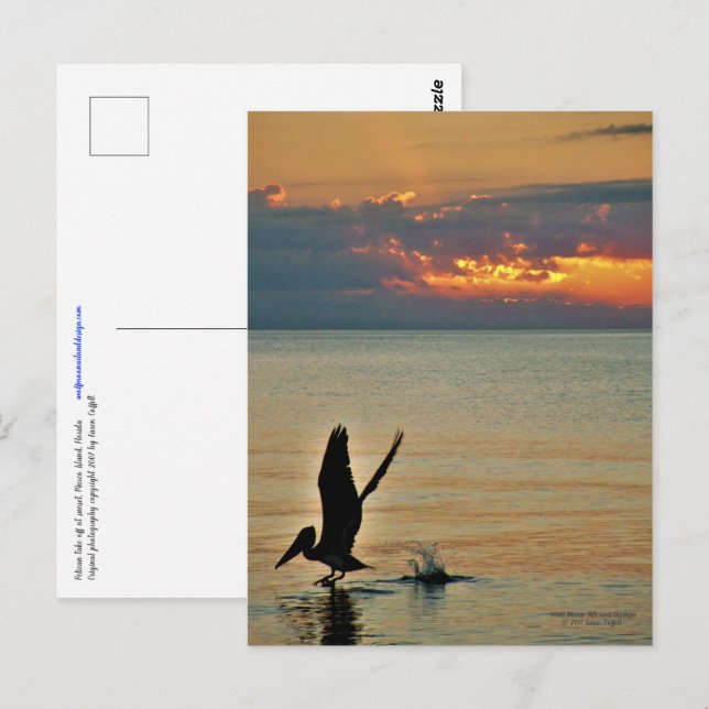 Pelikan starten bei Sonnenuntergang Golf Coast Flo Postkarte (Vorne/Hinten)