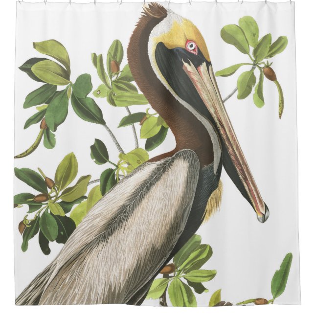 Pelikan-Vogel Audubon Tier-Duschvorhang Duschvorhang (Vorderseite)