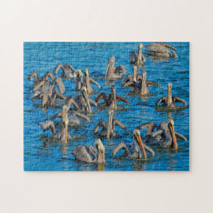 Pelikan-Vogel Florida.
