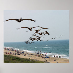 Pelikan-Vogel-Gruppe, die über OBX Strand fliegt Poster