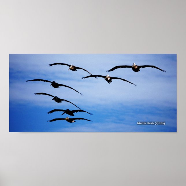 Pelikancluster IV Poster (Vorne)