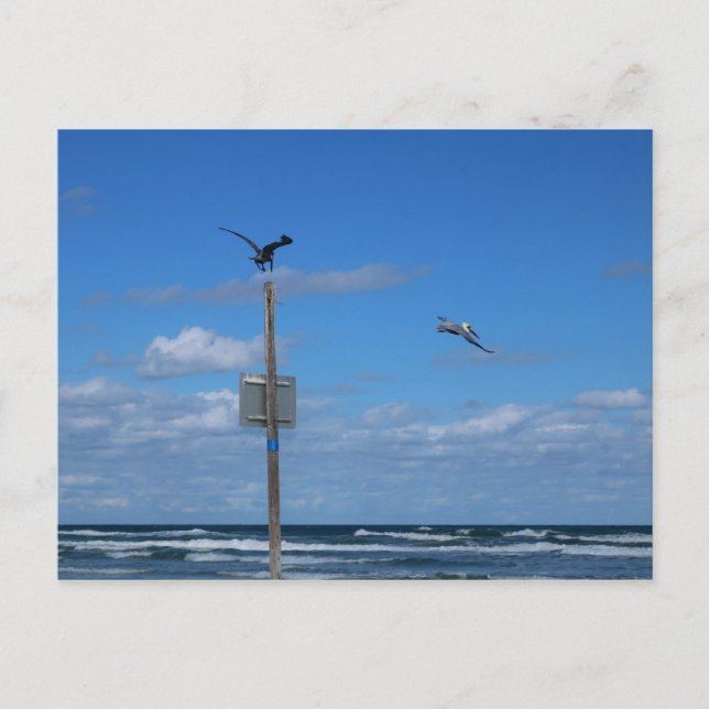 Pelikane am Strand Postkarte (Vorderseite)