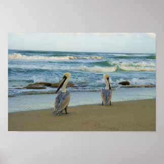 Pelikane am Strand von Jensen in Florida Poster