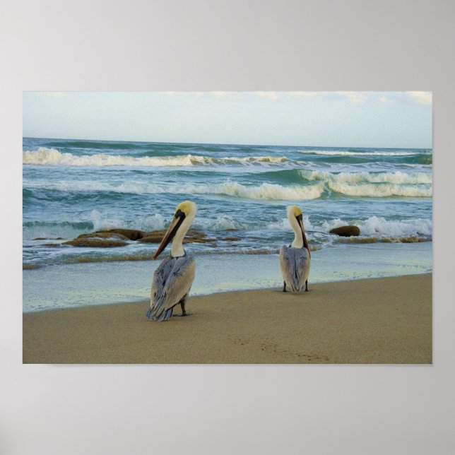 Pelikane am Strand von Jensen in Florida Poster (Vorne)