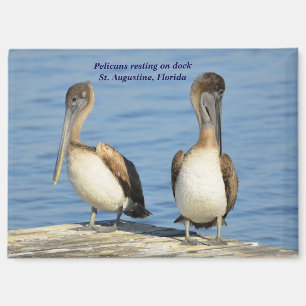 Pelikane auf Dock Magnet