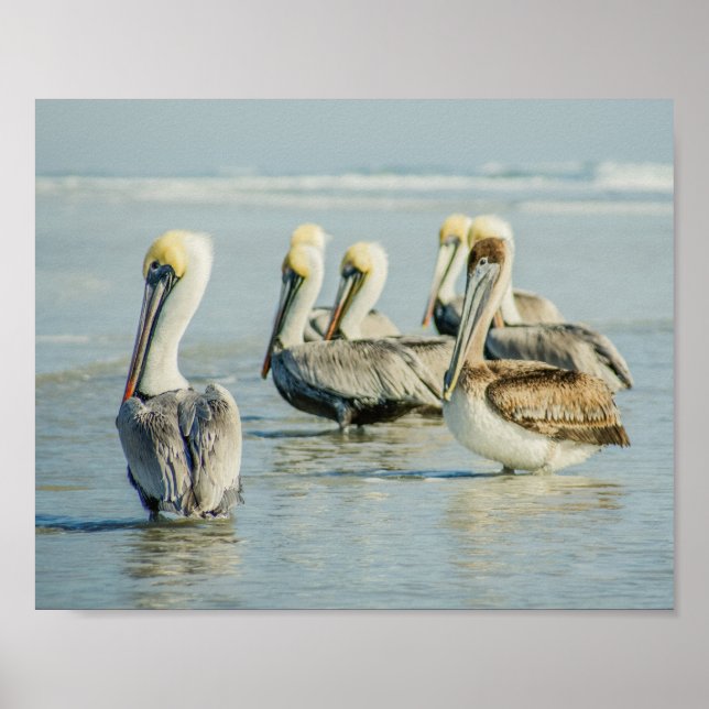 Pelikane auf einem Strandposter in Florida Poster (Vorne)