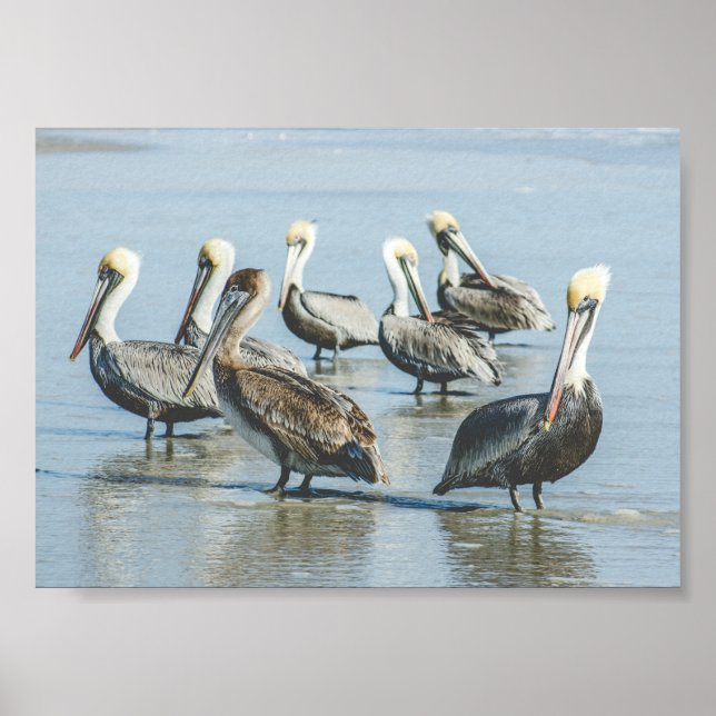 Pelikane auf einem Strandposter in Florida Poster (Vorne)