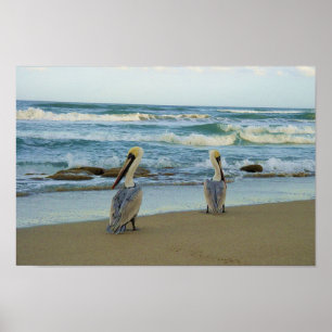 Pelikane auf Jensen-Strand in Florida Poster