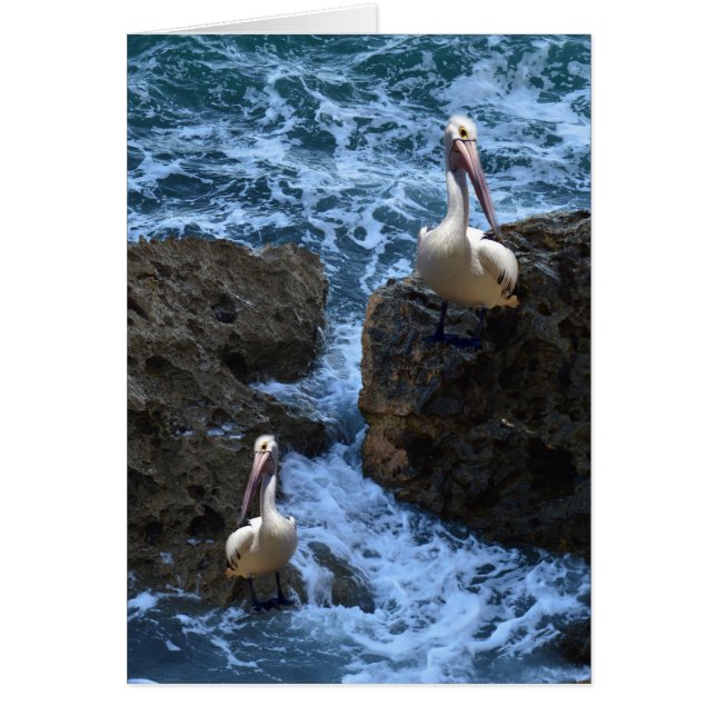 Pelikane auf Meeresgesteinen, (Vorne)