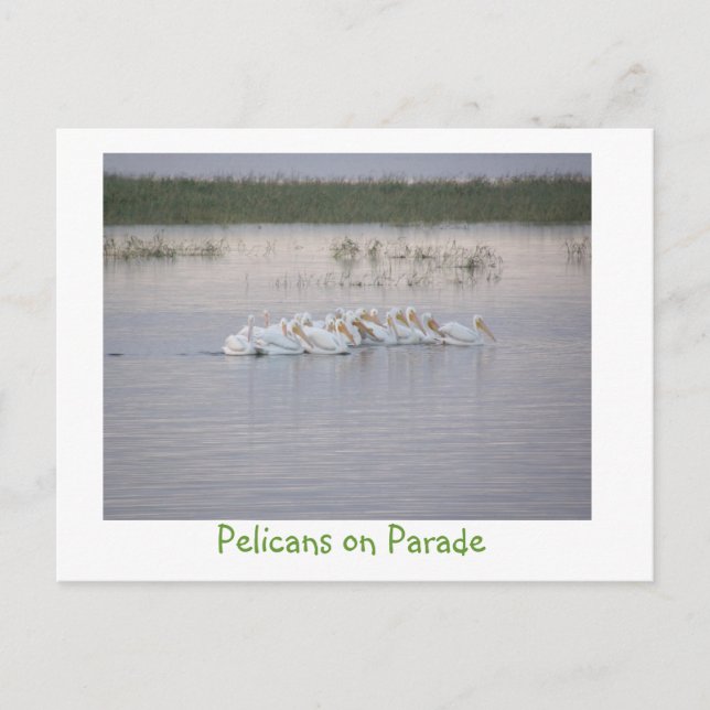 Pelikane auf Parade Postkarte (Vorderseite)