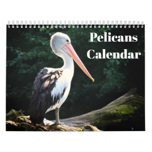 Pelikane Bird 2022 Kalender