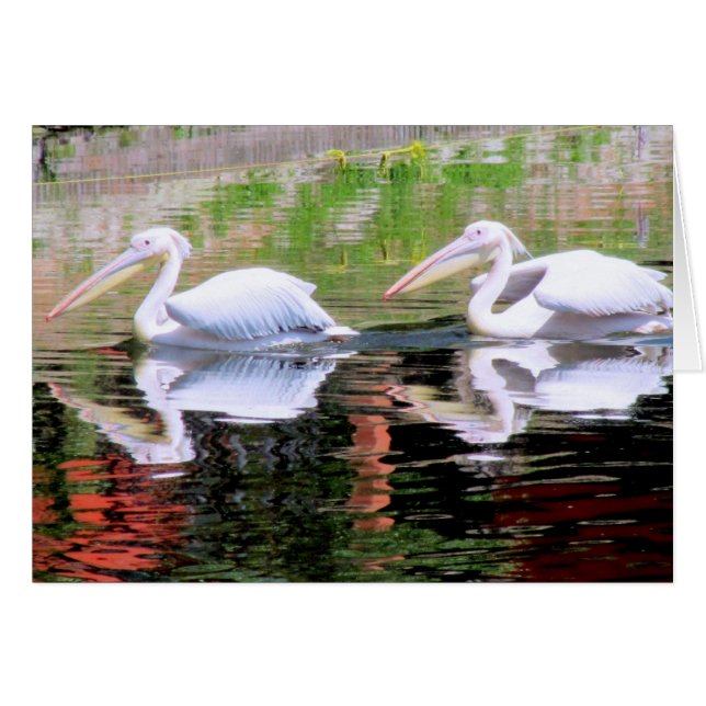 Pelikane, die in einem See schwimmen (Vorderseite (Horizontal))