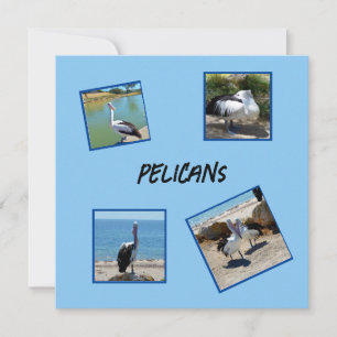 Pelikane, die weltweit Coolsten Vogel-Vier-Fotorah