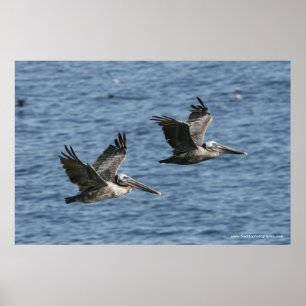 Pelikane im Flug Poster