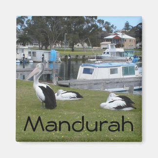 Pelikane in Mandurah Magnet