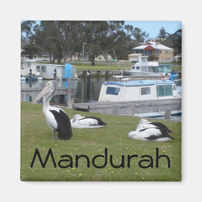 Pelikane in Mandurah Magnet (Vorne)
