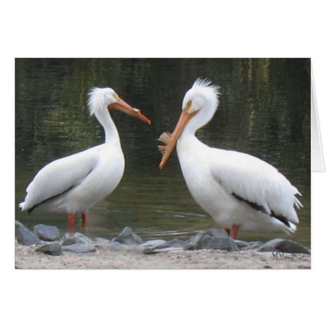 Pelikane Mitteilungskarten (Vorderseite (Horizontal))
