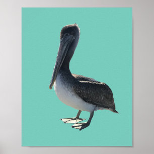 Pelikane Poster