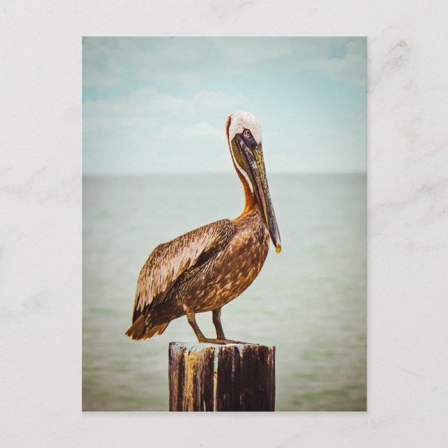 Pelikane Postkarte (Vorderseite)