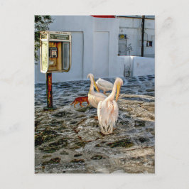 Pelikane Postkarte