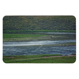 Pelikane treten den Gänsen bei Magnet