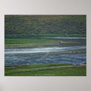 Pelikane treten den Gänsen bei Poster