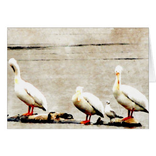 Pelikane und eine Möwe zu allen Anlässen