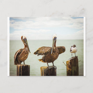 Pelikane und Seagull Postkarte