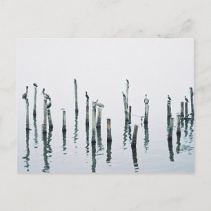 Pelikane und Seevögel mit Reflexion Postkarte