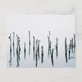 Pelikane und Seevögel mit Reflexion Postkarte