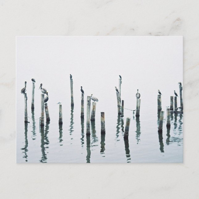 Pelikane und Seevögel mit Reflexion Postkarte (Vorderseite)