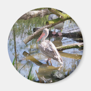 PELIKANER MAGNET
