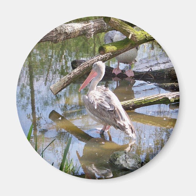 PELIKANER MAGNET (Vorne)