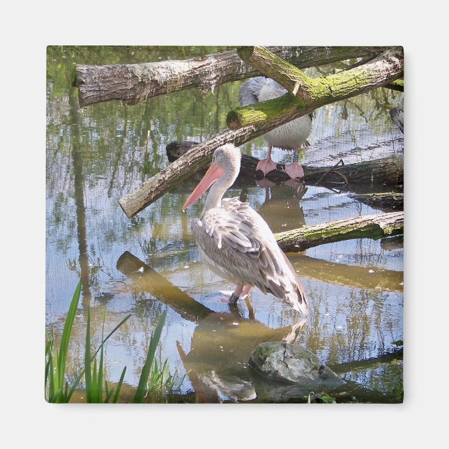 PELIKANER MAGNET (Vorne)