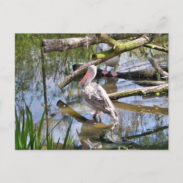 PELIKANER POSTKARTE (Vorderseite)