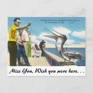 Pelikanfütterung in Florida Postkarte