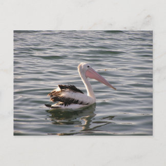 pelikanisch postkarte